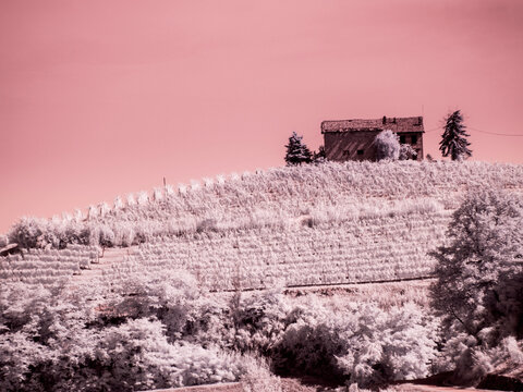 Italy, Pedemonte, Langhe, Barolo. Vineyards.