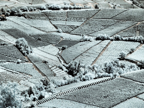 Italy, Pedemonte, Langhe, Barbaresco vineyards.