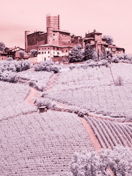 Italy, Pedemonte, Langhe, Barbaresco vineyards.