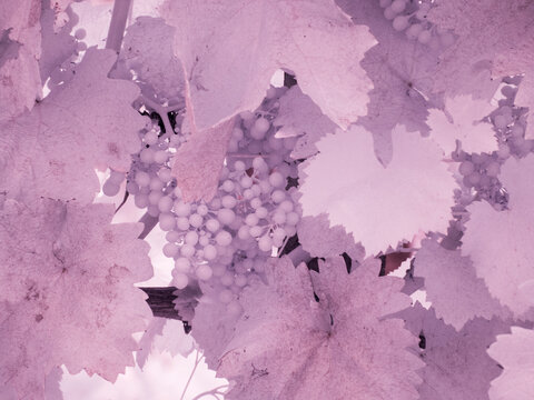 Italy, Pedemonte, Langhe. Infrared of grapes growing