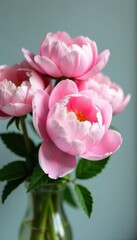 Obraz premium Delicate pink peony flowers arranged in a loose bouquet with white accents , spring blooms, floral arrangement