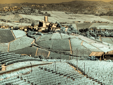 Italy, Pedemonte, Langhe, Barbaresco. Vinyards on hillside