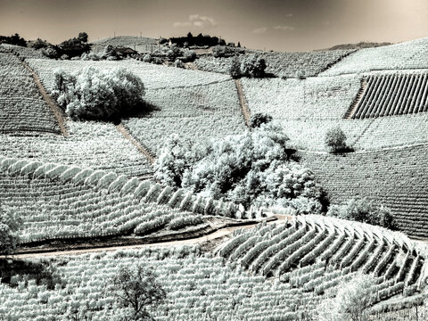 Italy, Pedemonte, Langhe, Barbaresco. Vinyards on hillside