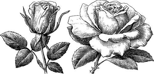 Vintage floral design with detailed fading rose and torn petals for artistic and decorative use