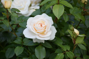 yellow rose on green background