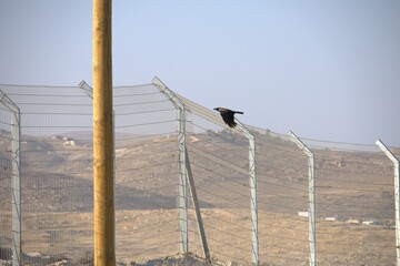 Black bird perched on barbed wire fence in arid mountainous landscape

