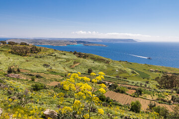 Malta, Goza Island. View over grassy slopes to the Mediterranean sea.