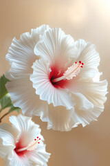  White Hibiscus Flower Petal Bloom