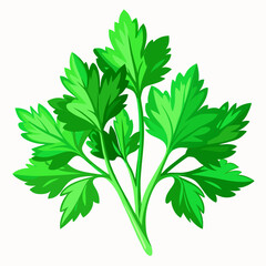 green parsley isolated on white background