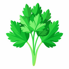 green parsley isolated on white