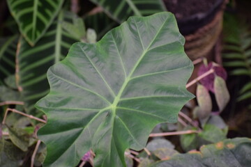 purple and green leaves