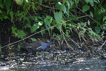a bird in the forest