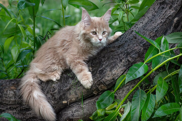A big red maine coon kitten sitting on a tree in a forest in summer.