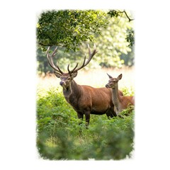 deer in the forest