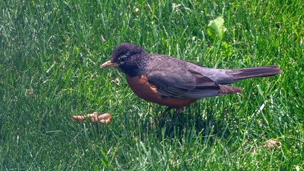 American Robin eating an earthworm in the grass