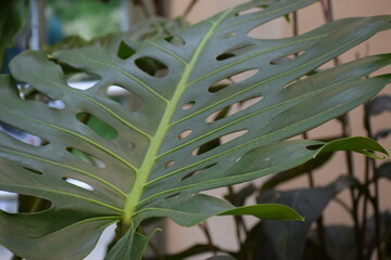 green leaves with dew drops