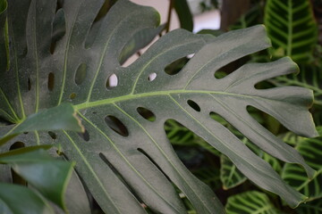 green leaves in the snow