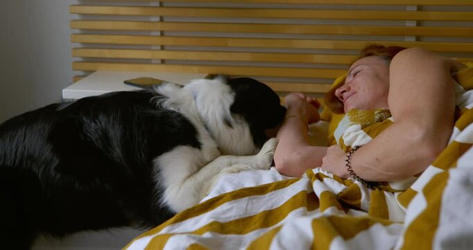 Border collie dog climbs into bed to greet an adult woman in her bedroom bed. In the morning