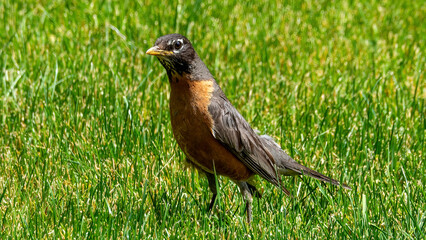 American Robin rests on grassland