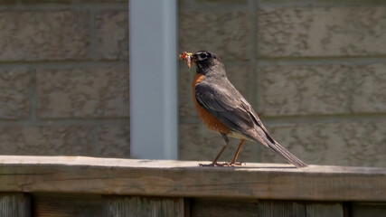 American Robin rests on the fence and with prey in its mouth