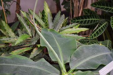 green leaves in the garden