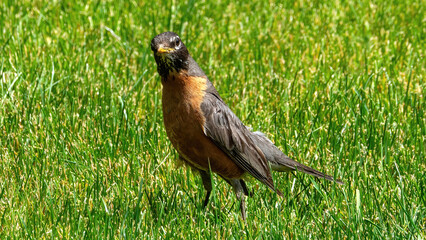 American Robin rests on grassland