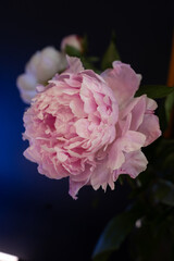 Close-up of a pink peony flower with water droplets on its delicate petals, set against a dark blue background. Romantic and fresh botanical macro.