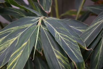 close up of a plant