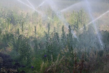 Irrigation system in the Morning