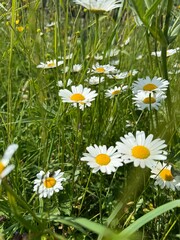 Sunny Meadow with Wild Daisies &ndash; Peaceful Summer Floral Photography