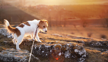 Dog on a leash on a rock. Safe and responsible dog walking concept.
