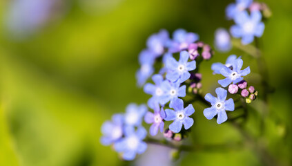Blue myosotis forget-me-not flower, beautiful nature background