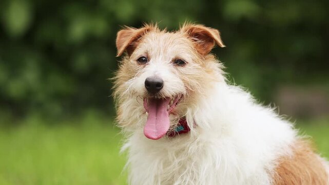 Face of a cute thirsty panting dog as waiting for water. Pet in summer concept.