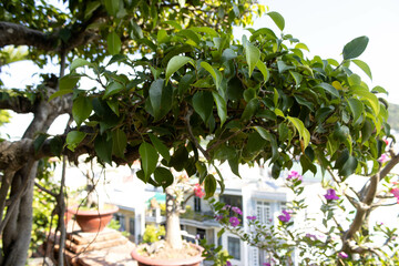 A lush bonsai tree (Ficus retusa) with dense green foliage, potted and displayed on a rooftop with...