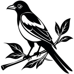 Magpie bird on branch silhouette isolated on white background