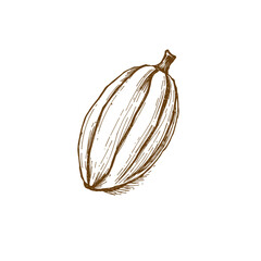 Vintage style cocoa bean illustration