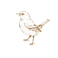 Bird sketch vintage