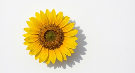 Obraz premium Sonnenblume strahlt hell leuchtend gelb im sanften Licht. AI Generated