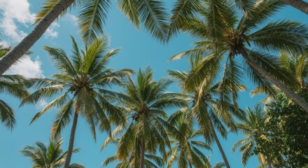 Fototapeta premium palmeras en verano en una playa de méxico 