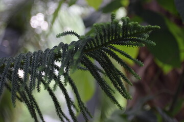 fern leaf in the forest