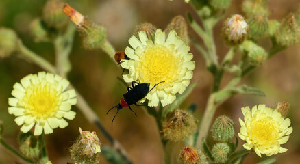 Heliotaurus ruficollis encima de una flor amarilla sobre fondo desenfocado de flores en el campo de primavera