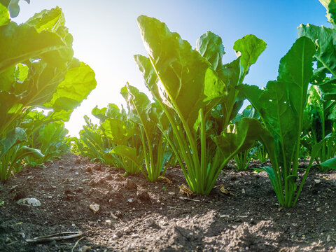 Low angle view of green sugar beet leaves illuminated by sun. Agricultural background of sugar beets. Dry soil.