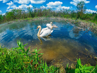 Pair of adult swans swims on calm blue waters with their cygnets, framed by greenery under blue...