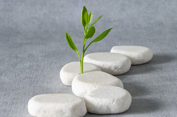 Green sprout on a winding path of white stones on a gray background. Conceptual still life.