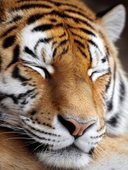 Naklejka premium Peaceful Slumber Close-up Tiger - Serene tiger resting, symbolizing peace, tranquility, power, wildlife, and nature's beauty