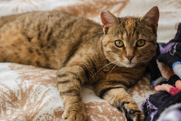 cat lying on the bed