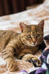 cat lying on the bed