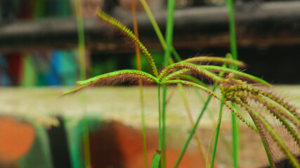 Close-up of wild grass (Digitaria species) with green leaves and seed heads in natural sunlight. Macro nature background perfect for agriculture, ecology, and organic design concepts