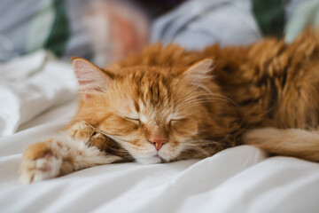 cat sleeping on the bed