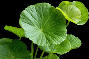 Lush, vibrant green foliage with circular, veined leaves against a stark black background, showcasing intricate leaf detail and texture